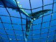 Greenpeace rechaza las excusas sobre el atún rojo dadas por Pesca
