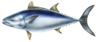 Atunes  (Thunnus thynnus