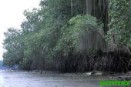 Bosque de manglar