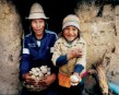 Campesinos bolivianos muestran patatas producidas