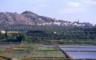 Cultivo tradicional de arroz en Calasparra