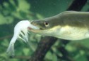 Greenpeace ha utilizado la anguila europea