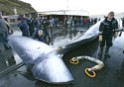 Reacción de Greenpeace a la caza de ballenas en Islandia