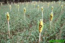 Greenpeace aplaude la decisión de Rumanía de imponer una moratoria contra el maíz de Monsanto