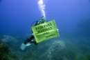 Greenpeace pide que España cumpla la legislación europea y declare un santuario de túnidos en las Baleares