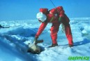 Greenpeace protesta por la matanza de focas