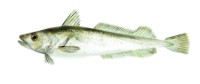 Merluzas  (Merluccius merluccius)