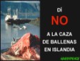 Islandia vuelve a la caza de ballenas