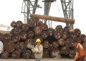 Madera almacenada en el puerto de Shekou