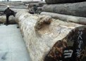 Madera almacenada en el puerto de Shekou