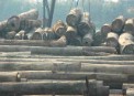 Madera almacenada en el puerto de Shekou