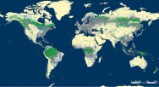 Rumbo a la recuperación: Mapa forestal mundial