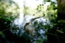 Miles de peces han aparecido muertos en el