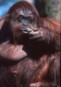 Orangutan (Pongo pygmaeus)