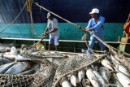 Greenpeace publica su "lista roja" de especies pesqueras amenazadas