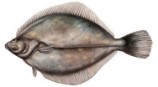 Platija  (Pleuronectes platessa )