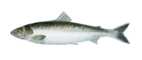Salmon (Salmo salar)