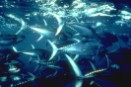 Última llamada de Greenpeace y WWF a Zapatero para salvar el atún rojo 