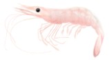 Langostinos (Penaeus spp)