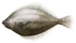 Lenguado(Solea solea)