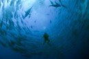 Greenpeace denuncia que se decida extinguir el atún rojo