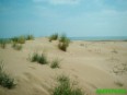 Vegetación en las dunas, Delta del Ebro