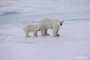 Salvar el Ártico