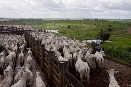 Explotación ganadera Espíritu Santo en el estado de Pará, Brasil. La investigación de Greenpeace ha seguido el viaje de la carne de ternera, el cuero y de otros productos procedentes de granjas de ganado brasileñas hasta su destino final en los mercad...