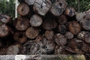La madera tropical de Brasil declarada de “alto riesgo”