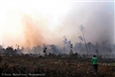 El Banco Santander implicado en los incendios de la selva de Indonesia