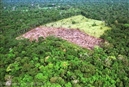 Nuevas evidencias sobre el fraude masivo en el sector forestal brasile&#241;o