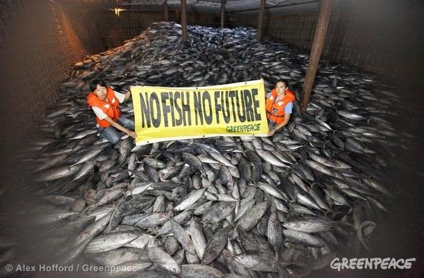 Acción de protesta contra la sobrepesca en la bodega de un pesquero