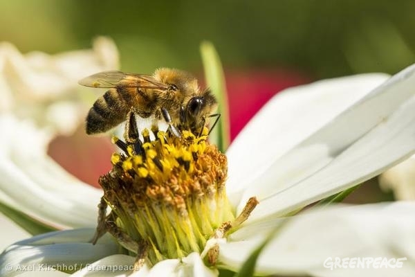 El papel de las abejas es clave en la polinización y en la producción de alimentos.
