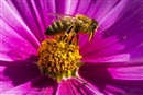 Confirmad&#237;simo. Los neonicotinoides, peligrosos para las abejas