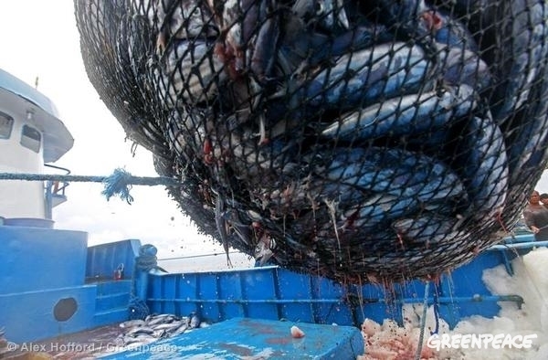La pesca insostenible y la sobreexplotación están acabando con las poblaciones de atún.