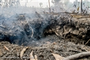 La industria del aceite de palma y el sector papelero est&#225;n arrasando los bosques de Indonesia