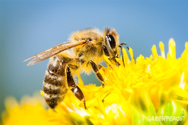 La función de las abejas y otros polinizadores es clave en la producción de alimentos.