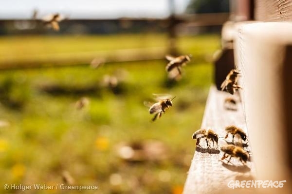 2016, un año clave para las abejas