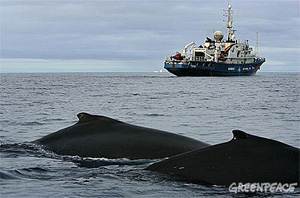 Ballenas nadando cerca del barco Esperanza de Greenpeace en la Antártida.