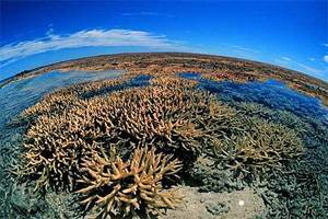 Barrera de arrecife de coral, Australia.