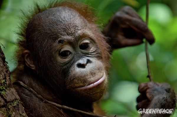 El orangután es una de las especies más amenazadas por los incendios y la deforestación en Indonesia.