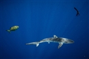 #sharkweek: La semana de los tiburones