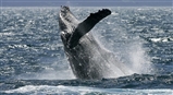 Hoy puedes decir: “Yo ayud&#233; a proteger las ballenas”