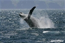 &#161;Malas noticias! Las ballenas no tendr&#225;n un Santuario en el Atl&#225;ntico Sur