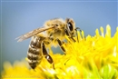  El 75% de las muestras de miel de todo el mundo contienen neonicotinoides #SOSabejas