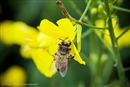 La sociedad civil se une para salvar a las abejas