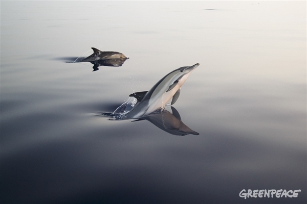 8 cosas que no sabías sobre los cetáceos | Greenpeace España