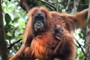 Descubrir una nueva especie de orangután y que ya esté en peligro de extinción