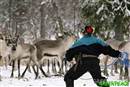Feliz Navidad en los bosques de Laponia
