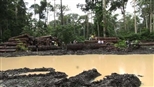 &#161;Advertencia! madera ilegal de la Amazonia